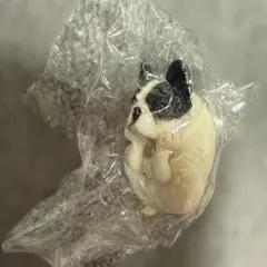 ANIMAL LIFE 犬のヨガマスター④