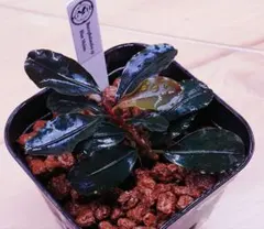 Bucephalandra motleyana Miri 大型になる選別濃色個体 - メルカリ