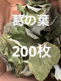 葛の葉 200枚　80g以上　（乾燥）のサムネイル