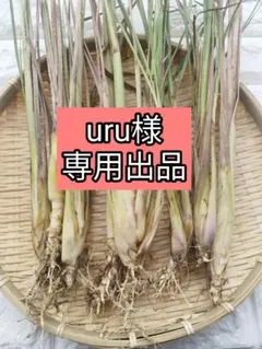 uru様専用出品