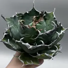 2026年最新】アガベ 白鯨 大株の人気アイテム - メルカリ