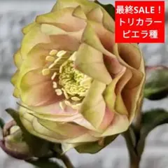 i.komatsu様 リクエスト 2点 まとめ商品