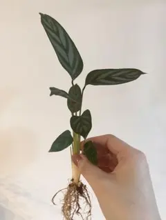 レイミ―様 リクエスト 2点 まとめ商品