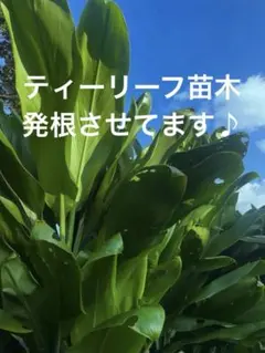 ハワイ産沖縄育ちのティーリーフ - メルカリ