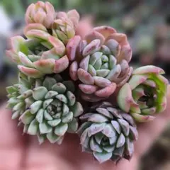 yuko様 リクエスト 2点 まとめ商品