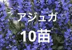 アジュガ　10苗のサムネイル