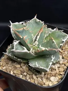 2026年最新】アガベコブラの人気アイテム - メルカリ