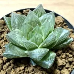 雪花コンプト 超美株 ハオルチア 観葉植物 38 - メルカリ