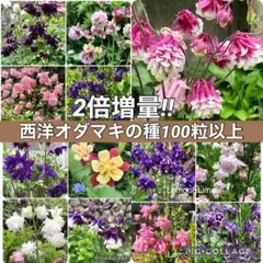 オルレア ニゲラ種 花種 オルレア 桃色たんぽぽ スカピオサ ニゲラ