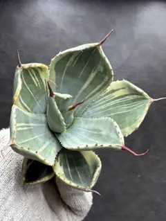 2026年最新】アガベ パリーパリーの人気アイテム - メルカリ