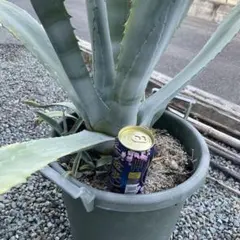 2026年最新】アガベ アメリカーナ 大株の人気アイテム - メルカリ