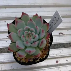 多肉植物 チワワエンシスイエコラ×ザラゴーサspノバ