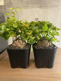 2026年最新】亀甲竜 セットの人気アイテム - メルカリ