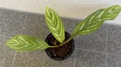 アグラオネマ ニティドゥム カーティシー 観葉植物 LEON レオン - メルカリ