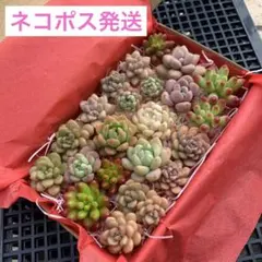多肉植物カット苗詰め合わせ