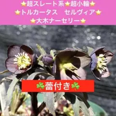 2026年最新】トルカータスの人気アイテム - メルカリ