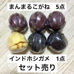 バンダイ　ガシャポン　インドホシガメ＆まんまるこがね　まとめ売り6点セット