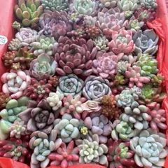 【224】多肉植物 カット苗 詰め合わせ 寄せ植えセット