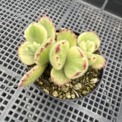 多肉植物（ロウルサンコさん）くまにゃん カット苗④ - メルカリ