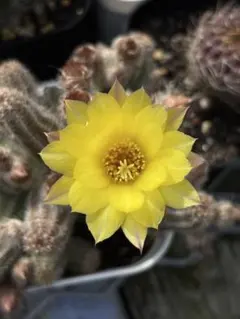 【現品.つぼみ付き】多肉植物　花サボテン　0206 一点物】人気実生サボテン No.6 開花株 多肉植物 花サボテン - メルカリ