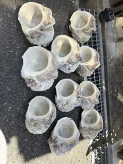 虫喰い等訳アリ」沖縄県産夜光貝 10個セット - メルカリ