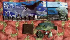 ネイチャーテクニカラー 海洋I メガネモチノウオ フィギュアのサムネイル
