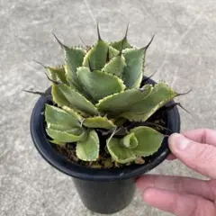 アガベトレードウィンズ　暗斑 アガベ トレードウィンズ - メルカリ