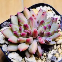 多肉植物 ⭐️グリーンハス⭐️韓国苗育成 抜き苗 e175