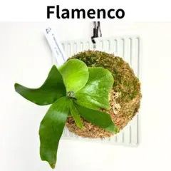 大株】P. hillii×coronarium'Flamenco（TC)【26 - メルカリ