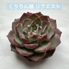 くりりん様 リクエスト 3点 まとめ商品