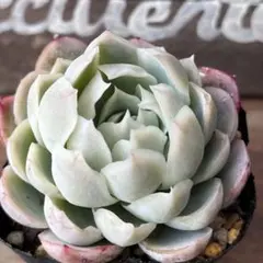 2026年最新】多肉植物 抜き苗 匿名配送の人気アイテム - メルカリ