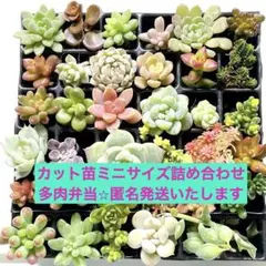 2026年最新】セダム 雫玉の人気アイテム - メルカリ