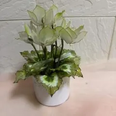 シクラメン！(真綿色！)