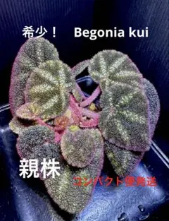 Begonia wyepingiana ベゴニア ウィエピンギアーナ 原種 - メルカリ