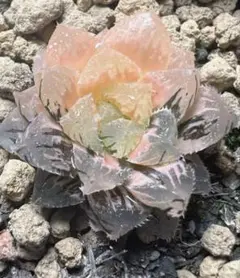 2026年最新】多肉植物ハオルチア 錦の人気アイテム - メルカリ