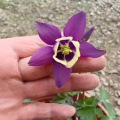 ①オダマキ　紫✕黄色のサムネイル