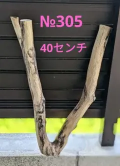 №305 アク抜き済流木　爬虫類登り木のサムネイル
