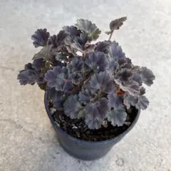 ふにゃんこ様 リクエスト 2点 まとめ商品