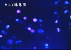 琉球*ルミカモス☆ 蓄光 フィンランドモス プリザーブド花材 0331-6