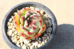 2025年最新】シモヤマコロラータの人気アイテム - メルカリ