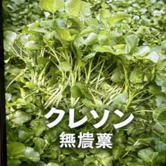 クレソン 7,5kg 岡山県 伏流水 新鮮 採れたて クレソン 350g 岡山県 伏流水 新鮮 採れたて - メルカリ