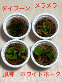 2025年最新】ビカクシダ 胞子培養 セットの人気アイテム - メルカリ