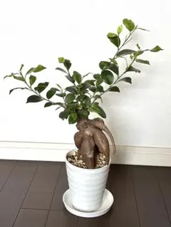 アデニウム Black Sheep 黒花 開花中・蕾 塊根植物 5号 約45cm - メルカリ