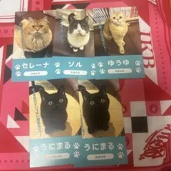 猫カフェMOCHA 池袋本店 にゃんず名刺