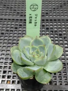 32.ジャッカル✕花月夜　エケベリ屋さん　多肉植物　抜き苗のサムネイル