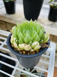 2025年最新】ハオルチア 桜水晶の人気アイテム - メルカリ