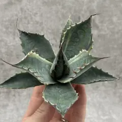 ごくうさま確認用　パラサナ　実生株 ごくうさま確認用 パラサナ 実生株