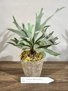 add様 リクエスト 3点 まとめ商品