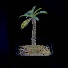 ドルステニアギガスブラータ 実生株 鉢ごとメルカリ便発送 2025年最新】ブラータ ギガスの人気アイテム - メルカリ