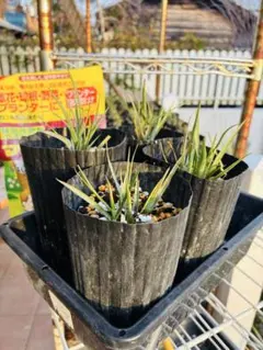 2026年最新】ロストラータ ユッカの人気アイテム - メルカリ